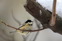 carbonero-garrapinos
