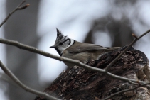herrerillo-capuchino